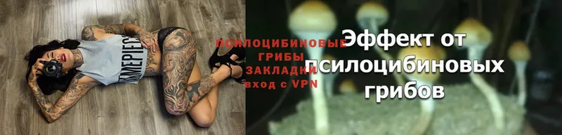 купить наркотик  Отрадная  mega ссылка  Галлюциногенные грибы Magic Shrooms 